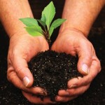  Warga Adat Sanaga Bertahan Hidup Melalui Pembibitan Tanaman Hutan