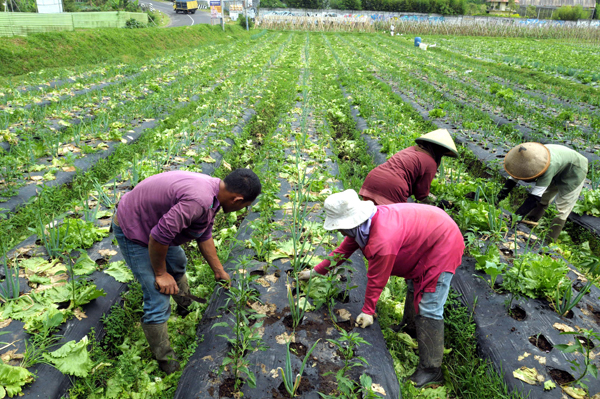  FOTO: Peningkatan Kualitas Produksi Hortikultura Lokal Butuh Dukungan Banyak Pihak