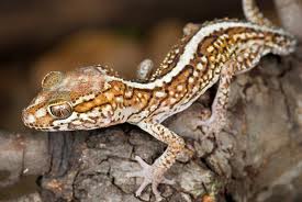  Harga Tokek Gekko Bisa Capai Rp2 miliar. Percaya?