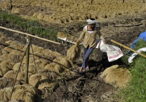  Kemarau Datang, Petani di Kab. Bandung Diimbau tak Tanam Padi