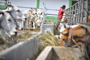  INFO LELANG: Fasilitasi RPH Ruminansia Bekasi Rp596 Juta