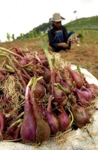  Petani Indramayu Bersemangat Tanam Bawang