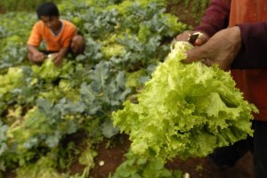  Cuaca tak Menentu, Produksi Sayuran di Kab. Bandung Turun 20%