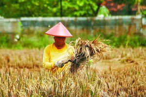  Kemerosotan Produksi di Karawang Tidak Pengaruhi Penyerapan Gabah Bulog 