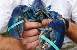  Wow..Nelayan Temukan Lobster Biru Langka