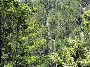  IZIN HUTAN Gemilang Citra Dinilai Tumpang Tindih dengan Hutan Desa 