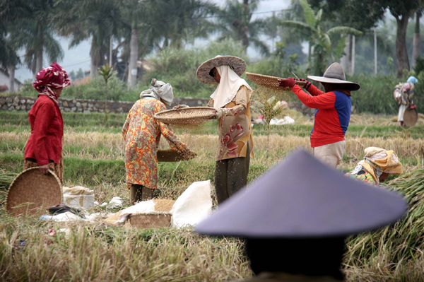  FOTO: Konversi Lahan Pertanian Harus Disubtitusi