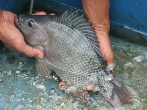  Penjualan Ikan Hasil Citarum Tetap Tinggi