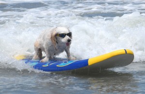  17 Anjing Pecahkan Rekor Surfing