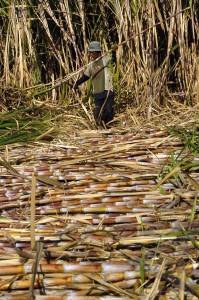  Petani Tebu Senang Harga Lelang Gula Sesuai Harapan