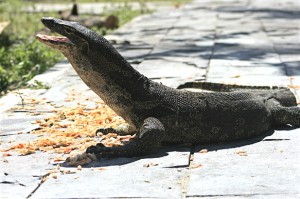  Rp7 Miliar Untuk Pengembangan Wisata Pulau Biawak