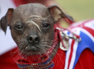  Mugly, Sabet Gelar Anjing Terjelek di Dunia