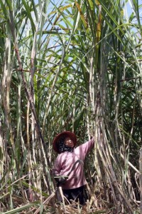  KENAIKAN HARGA GULA: Petani Tebu Kena Imbas