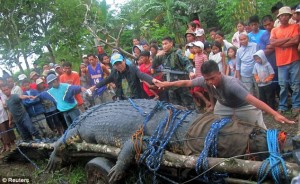  Wow....Buaya Filipina Merupakan Terbesar Di Dunia