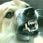 DISNAK JABAR: Anjing Rabies di Cimahi Jangan Dibunuh