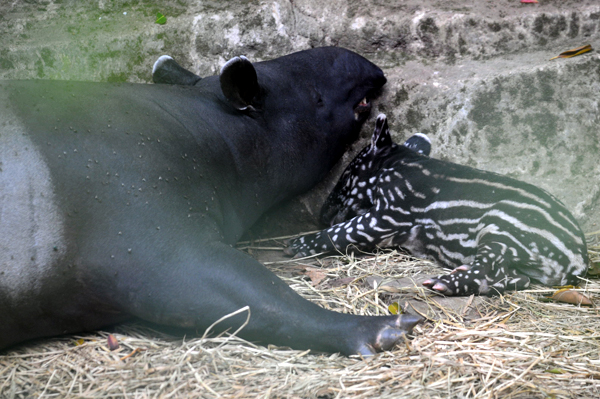  FOTO: Bayi Tapir Semarakkan Kebun Binatang Bandung