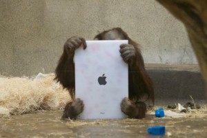  Wah...Orangutan Mampu Pesan Makanan Lewat iPad