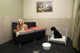  Di Brasil, Ada "Hotel Bercinta" Khusus untuk Anjing