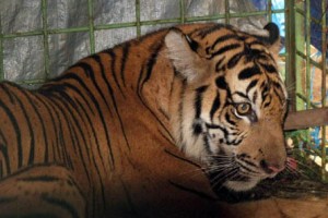  HARIMAU SUMATRA: Populasi Tinggal 400 Ekor