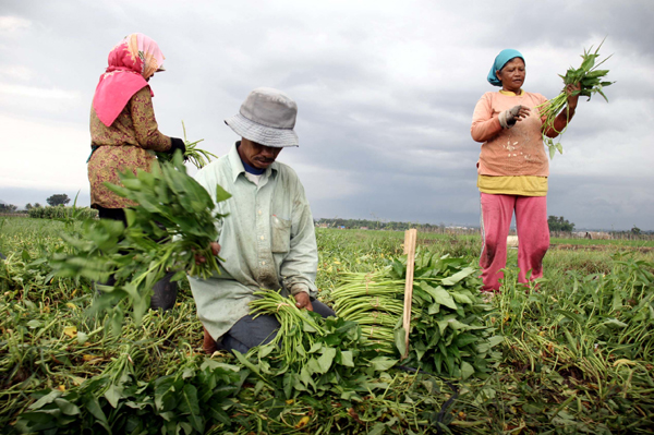  FOTO: Panen Kangkung di Soreang