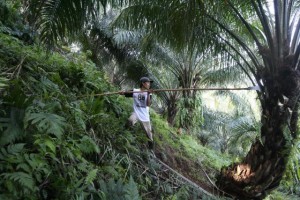  KELAPA SAWIT: Harga TBS Anjlok, Petani Tunda Pemupukan 