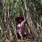  Produksi Tebu Rakyat di Cirebon Perlu Digenjot
