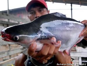  Target Produksi Ikan Patin Jabar Tahun Ini Meleset