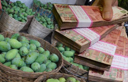  Petani Mangga Kab. Cirebon Butuh Bantuan Modal Usaha