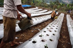  PRODUKSI KEDELAI: Pemprov Jabar Siapkan 21.000 Hektare