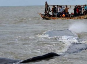  Warga Karawang Ramai-ramai Lihat Ikan Paus Terdampar