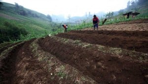  LAHAN KEDELAI: Pusat Tidak Melihat Kemampuan Daerah