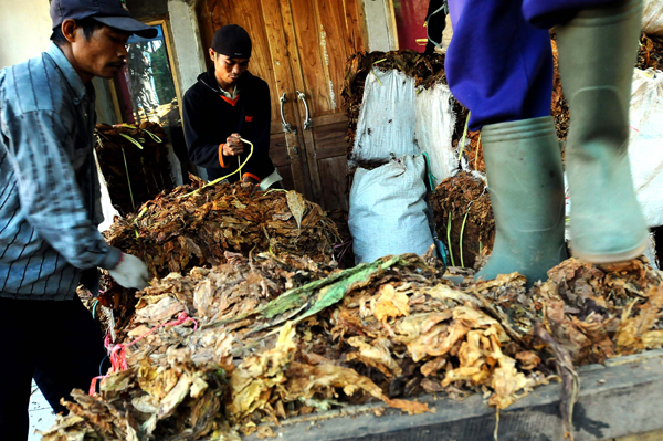  FOTO: Petani Kadungora Garut Keluhkan Harga Beli Tembakau Turun