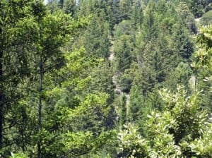  Industrialisasi Telah Alih Fungsi Lahan Hutan di Karawang