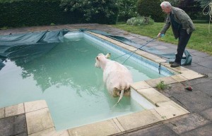  Gerah Luar Biasa, Sapi pun Ikut Berendam di Kolam Renang