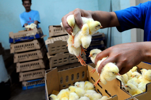  FOTO: Peternak Ayam Jabar Enggan Produksi, Harga DOC Turun