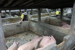  Dinas Pertanian Jabar Ancam Tutup Peternakan Babi