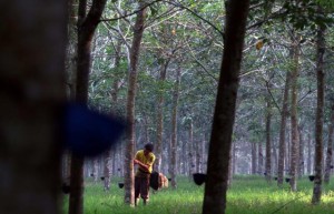  Perkebunan Karet Jabar Perlu Peremajaan