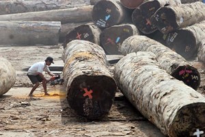  Kemenhut Tunda Izin Pemanfaatan Hasil Kayu