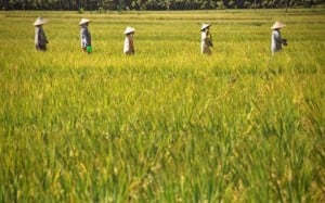  Mendesak, Kompensasi Alih Fungsi Lahan Pertanian Di Daerah