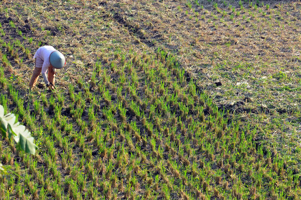  FOTO: 38.111 hektare Sawah di Jabar Kekeringan