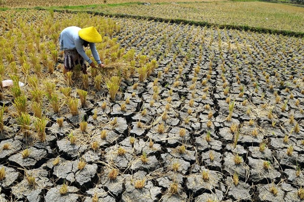  FOTO: Kekeringan Lahan di Jabar Ditaksir 60.000 Hektare