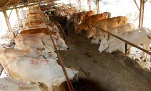  Stok Sapi Kurban Di Jabar Tipis