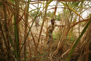  Produksi Tebu Jabar Masih Minim