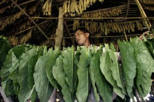  Serapan Tembakau Temanggung Jateng Tinggi