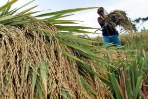  Karawang Kesulitan Penuhi Target Produksi Padi