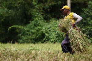  Panen Padi di Garut Turun Akibat Kemarau