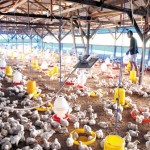  INFO LELANG: Rehab Rumah Dinas Peternakan Jabar Rp215 Juta