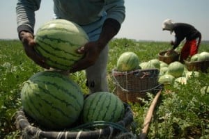  Mentan: Produk Pertanian Lokal Agar Jadi Tuan Rumah di Negeri Sendiri