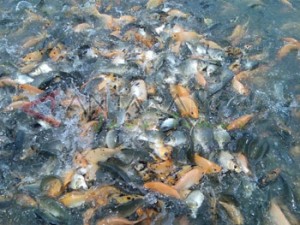  Terdesak Kemarau, Petani Ikan Jabar Pindahkan Kolam ke Sungai