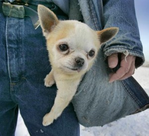  Simpan Anjing di Celana, Cewek Mabuk Ini Ditangkap